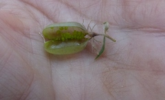 Crotalaria prostrata