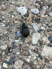 Adelium tenebrioides