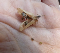 Crotalaria prostrata