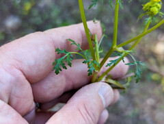 Lomatium martindalei