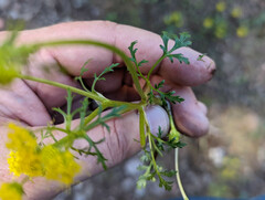 Lomatium martindalei