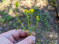 Lomatium martindalei