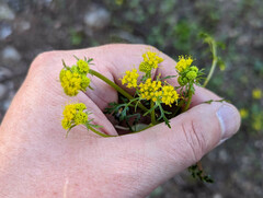 Lomatium martindalei