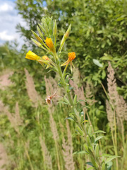 Oenothera villosa