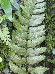 Asplenium cuneatiforme