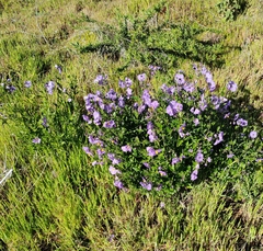 Solanum umbelliferum