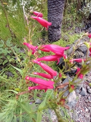 Penstemon roseus