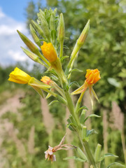 Oenothera villosa