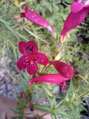 Penstemon roseus