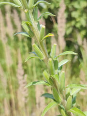 Oenothera villosa