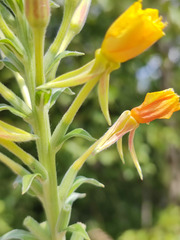 Oenothera villosa
