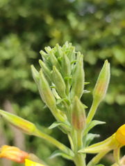 Oenothera villosa