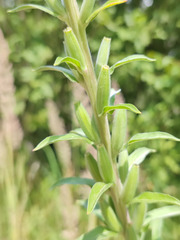 Oenothera villosa
