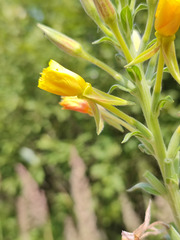 Oenothera villosa