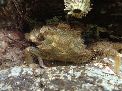 Telmessus cheiragonus