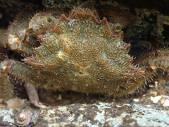 Telmessus cheiragonus