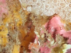 Coryphellina albomarginata