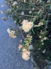 Baccharis salicifolia
