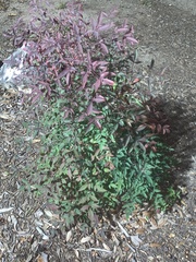 Nandina