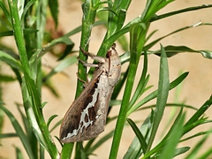 Abantiades labyrinthicus