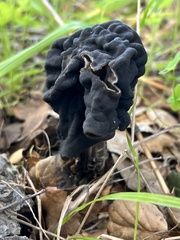 Helvella vespertina