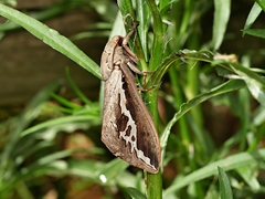 Abantiades labyrinthicus