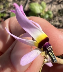 Primula clevelandii