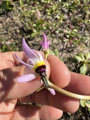 Primula clevelandii