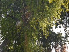 Phoradendron macrophyllum