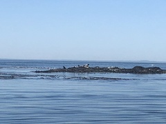 Zalophus californianus