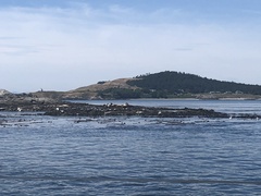 Zalophus californianus