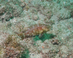 Oxycheilinus bimaculatus
