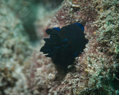 Tambja morosa