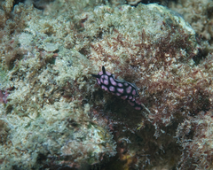 Phyllidiella