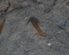 Ostorhinchus maculiferus
