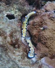 Hypselodoris imperialis