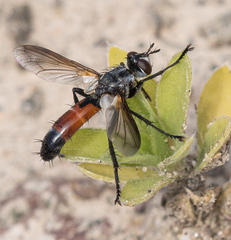 Cylindromyia intermedia