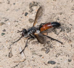 Cylindromyia intermedia