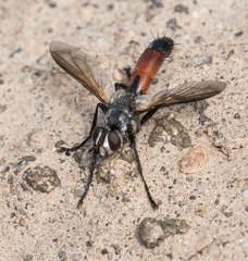 Cylindromyia intermedia