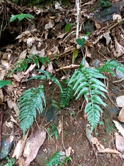 Asplenium wrightii