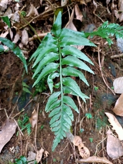 Asplenium wrightii