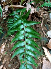 Asplenium wrightii