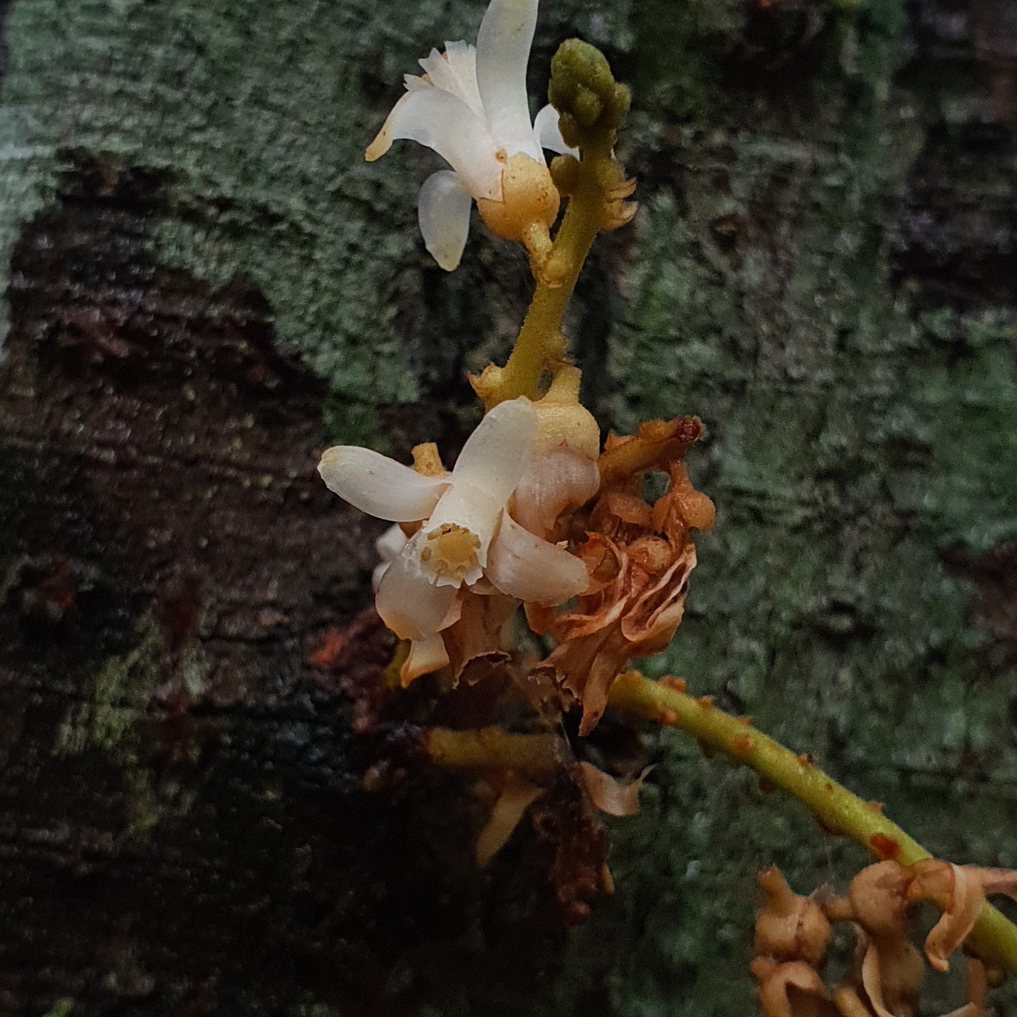 Epicharis cuneata
