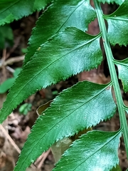 Asplenium wrightii