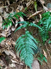 Asplenium wrightii