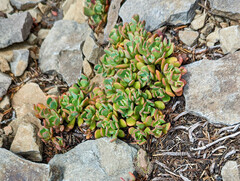 Sedum oregonense