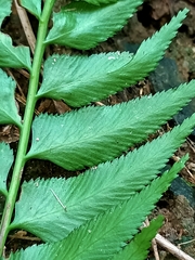 Asplenium wrightii