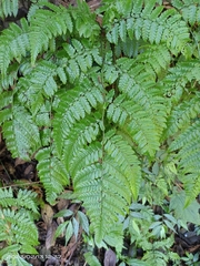 Diplazium laxifrons