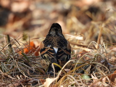 Fringilla montifringilla