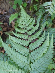 Diplazium laxifrons